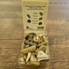 British fossils fossil - british,