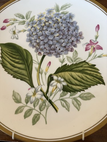 Garden flower spode - spode, bone