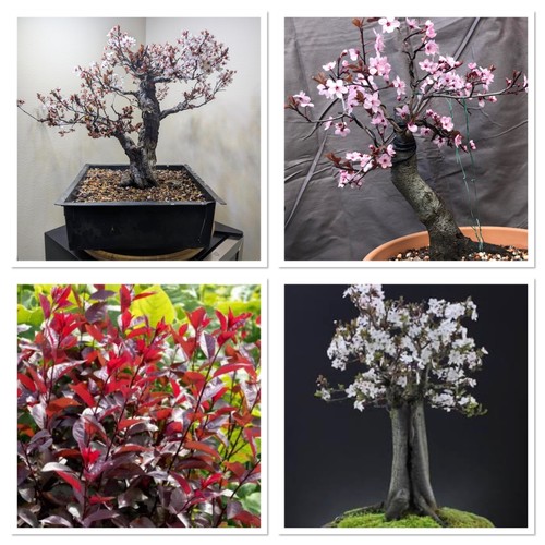 Purple leaf cherry - tree, bonsai