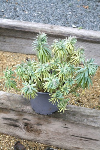 Euphorbia characias