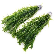 2 Bunches Elodea Densa - Fresh, Healthy Aquatic Plants for Aquariums Pond K2AQUA