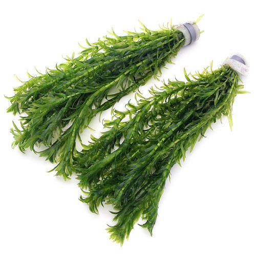 Bunches elodea densa - elodea,
