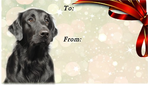 Flatcoated retriever - retriever, /