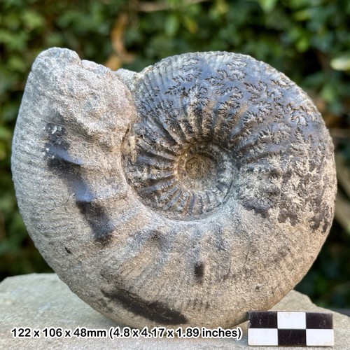 Rare rasenia - rare, (eurasenia)