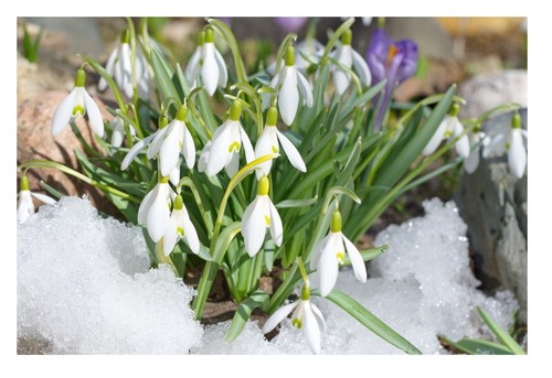 Giant english snowdrops - giant,