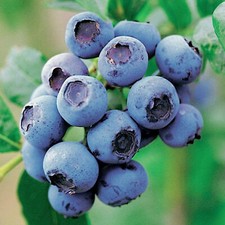 Blueberry Vaccinium corymbosum 'GoldTraube' Deciduous Fruit Shrub | 9cm Pot