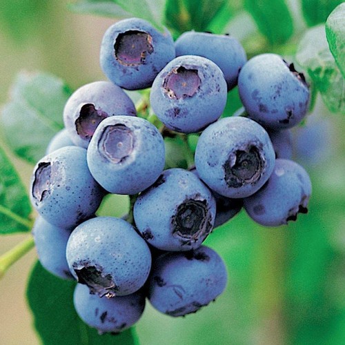 Blueberry vaccinium corymbosum - blueberry,