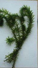 25 ELODEA DENSA LIVE AQUARIUM AQUATIC PLANT TROPICAL BUNCHED BUNCH FISH TANK