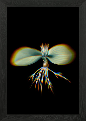 Prism massonia pustulata - prism,