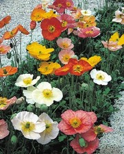 Iceland Poppy / Papaver