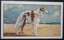 BORZOI   Vintage 1936