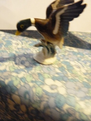 Miniature flying duck - flying, by
