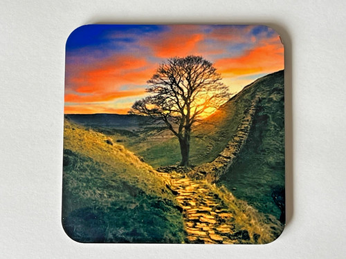 Sycamore gap tree - sycamore,