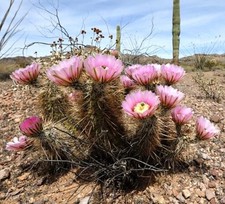 Echinocereus bonkerae LZ677