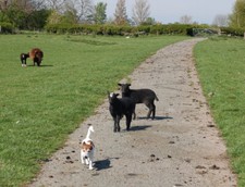 Photo 6x4 Zwartbles lambs