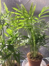 Chamaedorea elegans potted - elegans,