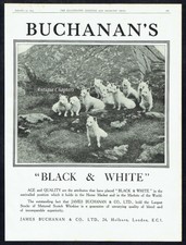 Buchanans Black & White Whisky Westies West Highland Terriers 1924 Advert L433