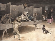 BULLDOG DOG GREETINGS NOTE CARD DOGS ON SHOW BENCH AND CUTE ENGLISH TOY TERRIER