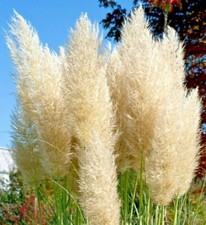 ⭐100000 True Ivory Pampas