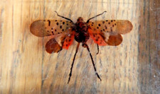 REAL LIFE BUGS COLLECTION ,,  FLYING BUG  ,,  SET IN RESIN BLOCK