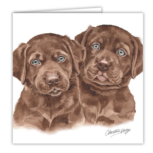 Chocolate labrador puppies - chocolate,