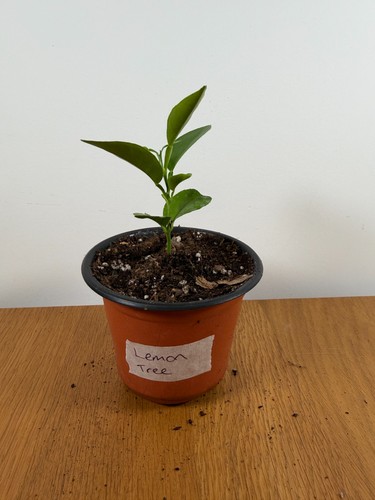 Citrus limon lemon - limon, tree