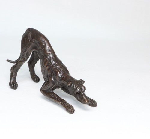 Greyhound lurcher playing - ,