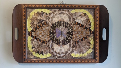Vintage butterfly wings - butterfly,