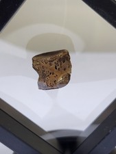 Champsosaur Vertebra Fossil