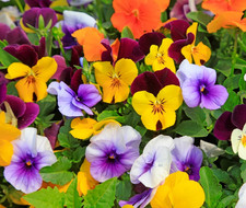 310x Viola Cornuta Horned