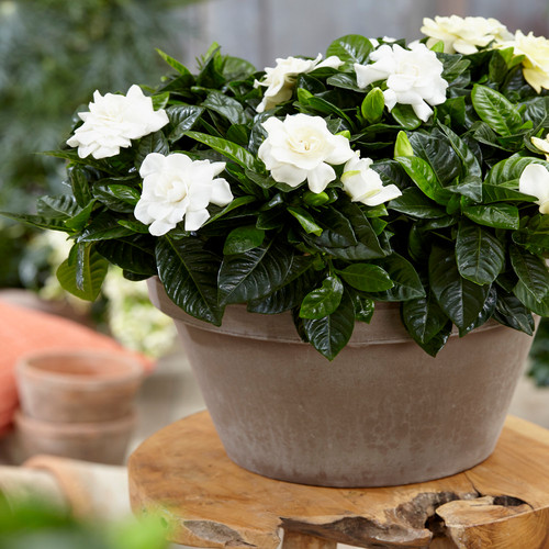 Gardenia jasminoides cape - gardenia,