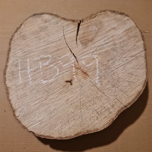 Old hornbeam burr burl - old,
