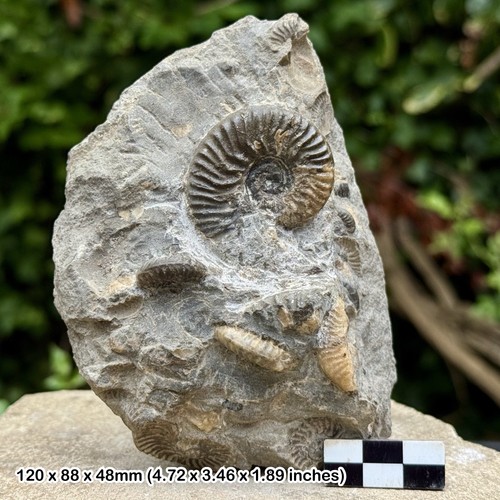 Ludwigia murchisoni ammonite - ludwigia,