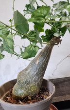 Gerrardanthus macrorhizus
