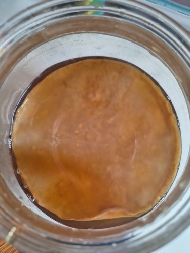 Extra large organic - large, kombucha