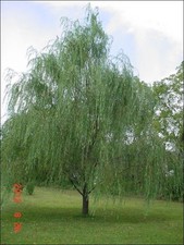 100 Weeping Willow Cuttings
