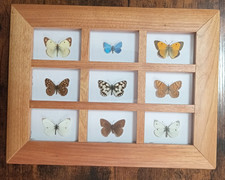 Taxidermy Framed Real British