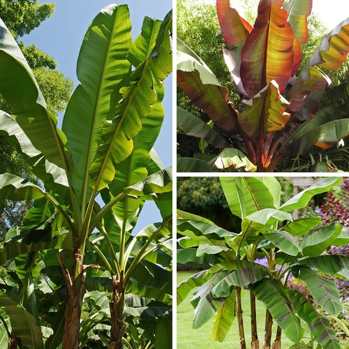 Banana plant collection - plant,