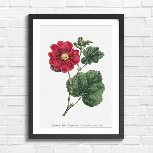 Red flower botanical - red,