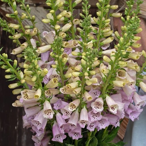 Foxglove camelot - foxglove, ‘camelot