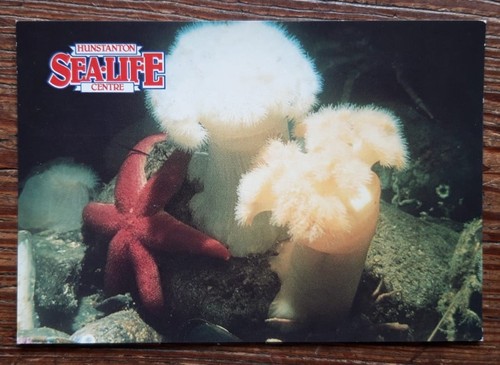 Postcard hunstanton sealife - ,