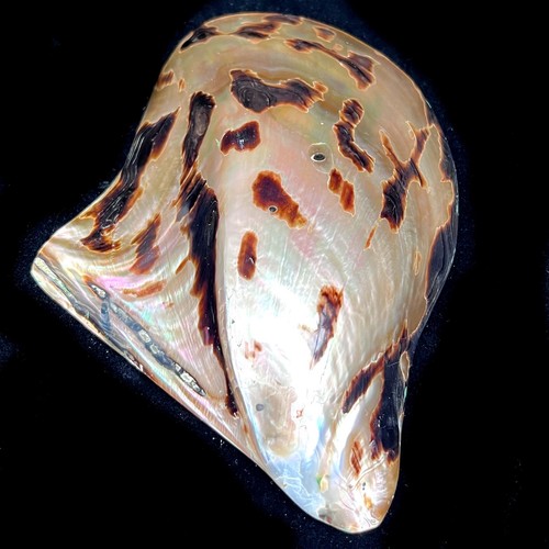 Polished pearl tiger lip - pearl,