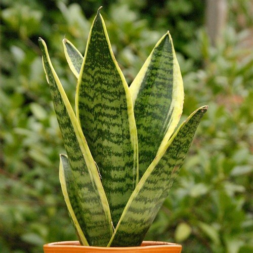 Sanseveria laurentii - 1,
