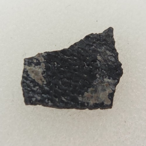 Hadrosaur egg shell - shell,