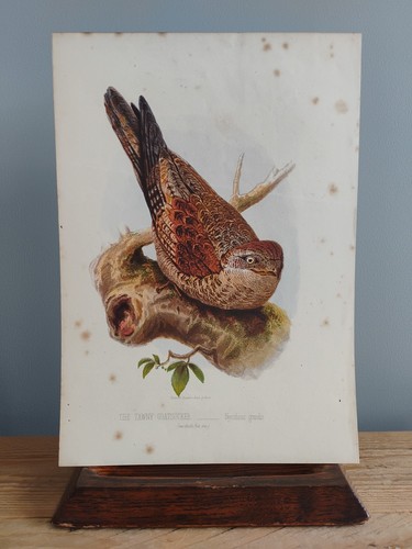 Original colour plate - original,