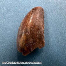 Majungasaurus dinosaur tooth