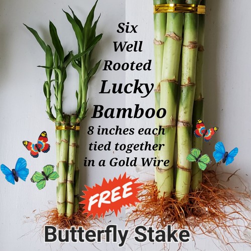 Lucky bamboo 6x8inches - lucky,