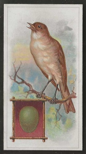 Frys birds their eggs - their,