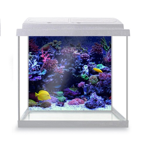 Fish tank background coral - tank,