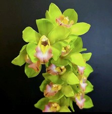 Rare Cymbidium "Winter Kiss"